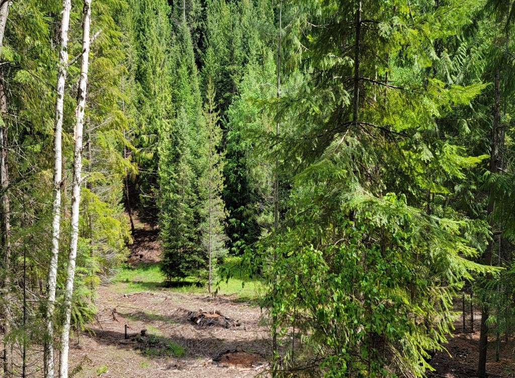 listing-67a4f74edaa62-Timber3.jpg