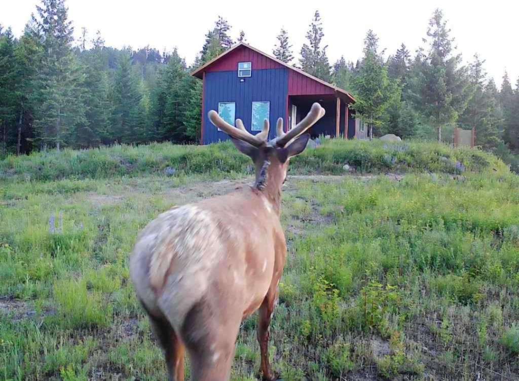 listing-68436622b14b7-Buckatthecabin.jpg