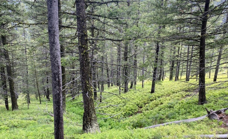 Montana Elk Country