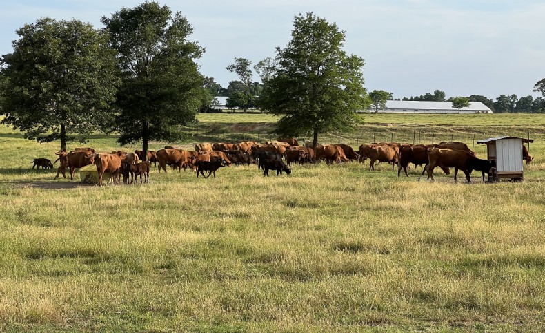 Cattle Ranch in Arkansas