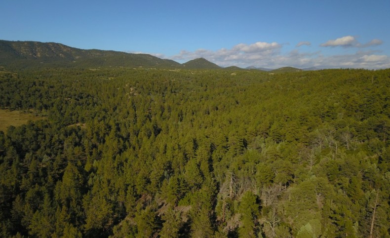Old Crow Hollow